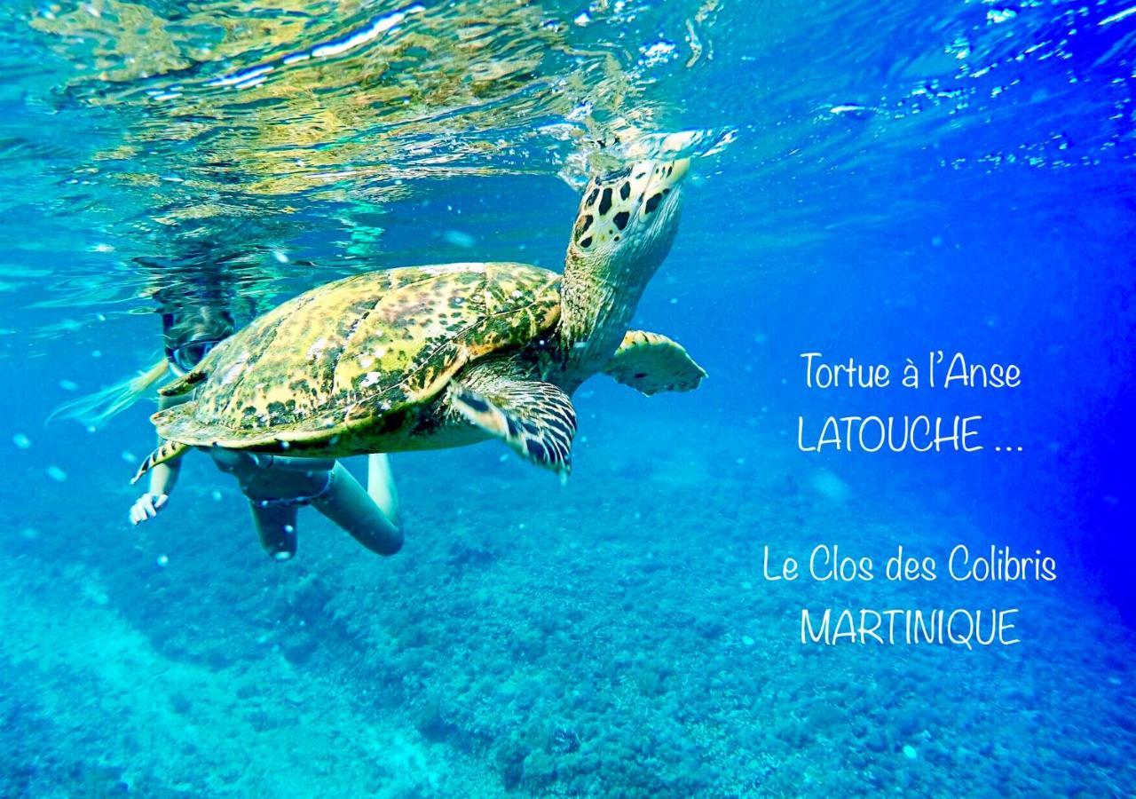 Lodge Colibris Piscine Privee Vue Panoramique Mer Et Montagne Pelee , 500 M Plage Dans Un Parc , Calme Assure Ideal Pour Decouvrir Le Nord Caraibes Le Carbet Kültér fotó
