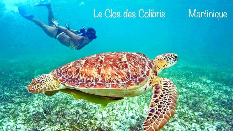 Lodge Colibris Piscine Privee Vue Panoramique Mer Et Montagne Pelee , 500 M Plage Dans Un Parc , Calme Assure Ideal Pour Decouvrir Le Nord Caraibes Le Carbet Kültér fotó